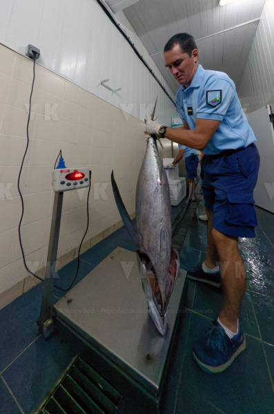 Controles sanitaires et administratifs par la Brigade Nautique Cotiere de gendarmerie