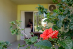 COVID19 - Quatorzaine a l'hotel pour deux etudiants de retour a La Reunion - Fortnight at the hotel for two students returning to La Reunion