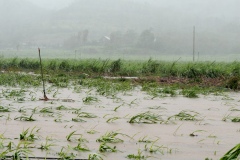 Cyclone Bejisa
