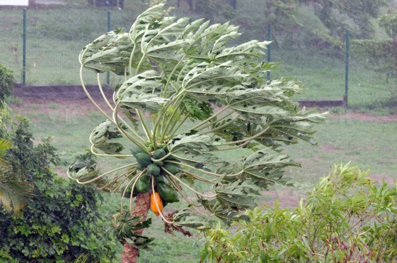 Cyclone Dumile