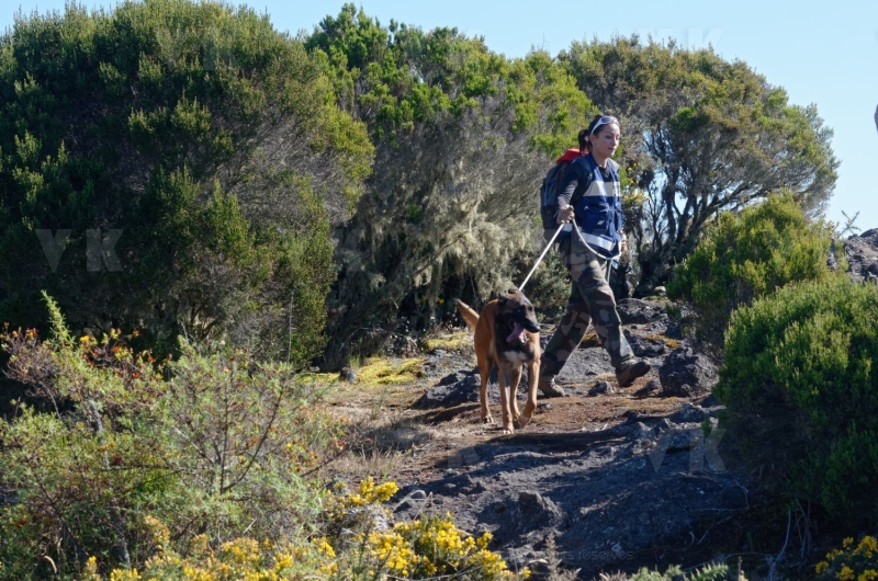 Disparition de Mathieu Caizergues : trois equipes cynophiles du GNIC a La Reunion