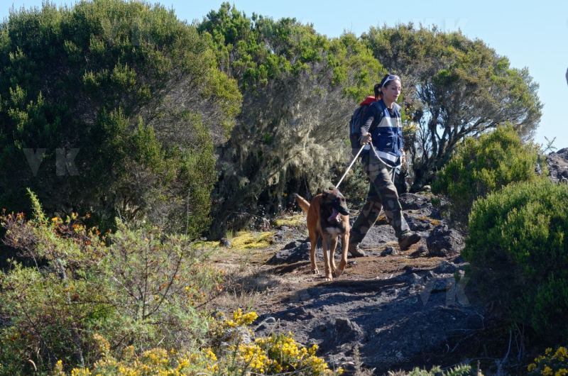 Disparition de Mathieu Caizergues : trois equipes cynophiles du GNIC a La Reunion