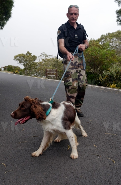 Disparition de Mathieu Caizergues : trois equipes cynophiles du GNIC a La Reunion
