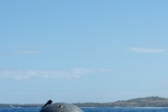 Exercice helitreuillage helicoptere aeronavale et SNSM