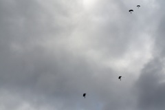 Exercice interalliés Papangue