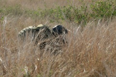Exercice interalliés Papangue