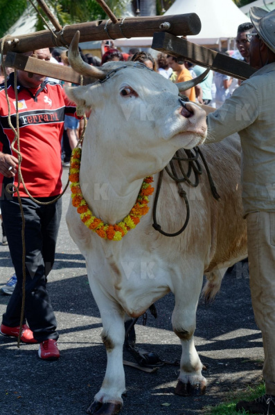 Fête du Dipavali 2016 à Saint-André