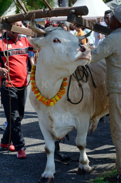 Fête du Dipavali 2016 à Saint-André
