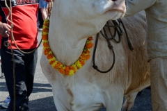 Fête du Dipavali 2016 à Saint-André