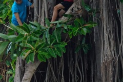 Manapany Festival 2014