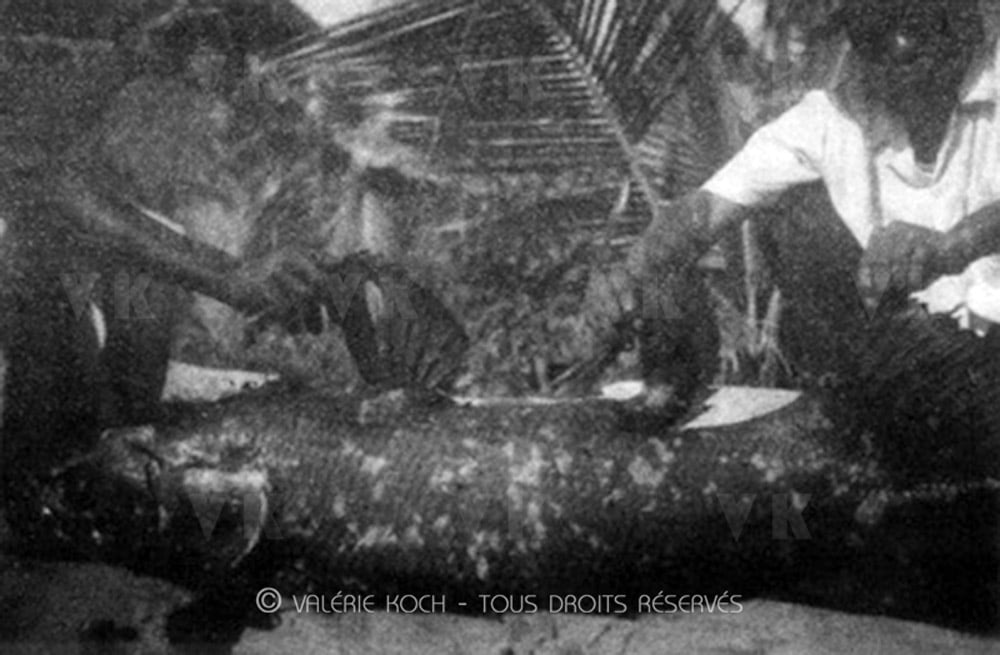 On a retrouvé la trace du cœlacanthe à Moroni © Valérie Koch - Reproduction interdite / Tous droits réservés