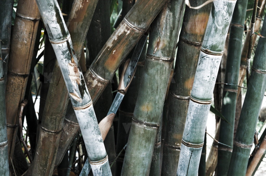 Détails de tiges de bambous © Valérie Koch - Reproduction interdite / Tous droits réservés