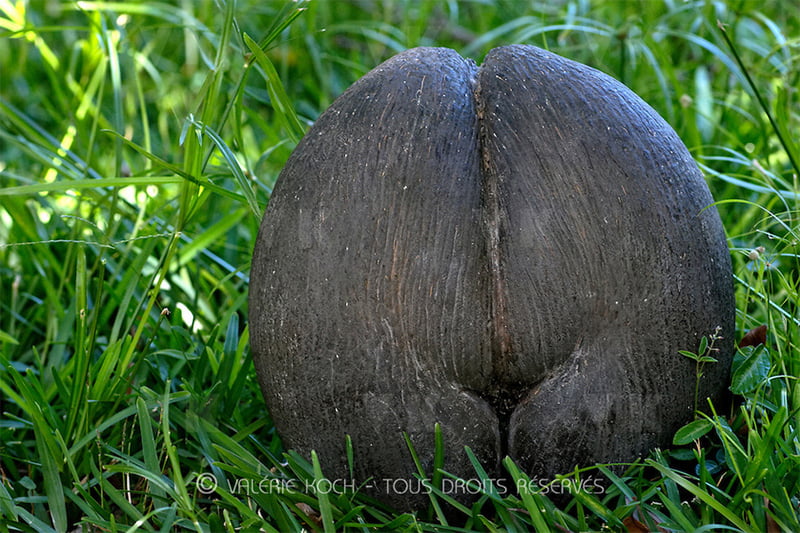 Les fesses dans la verte © Valérie Koch - Reproduction interdite / Tous droits réservés