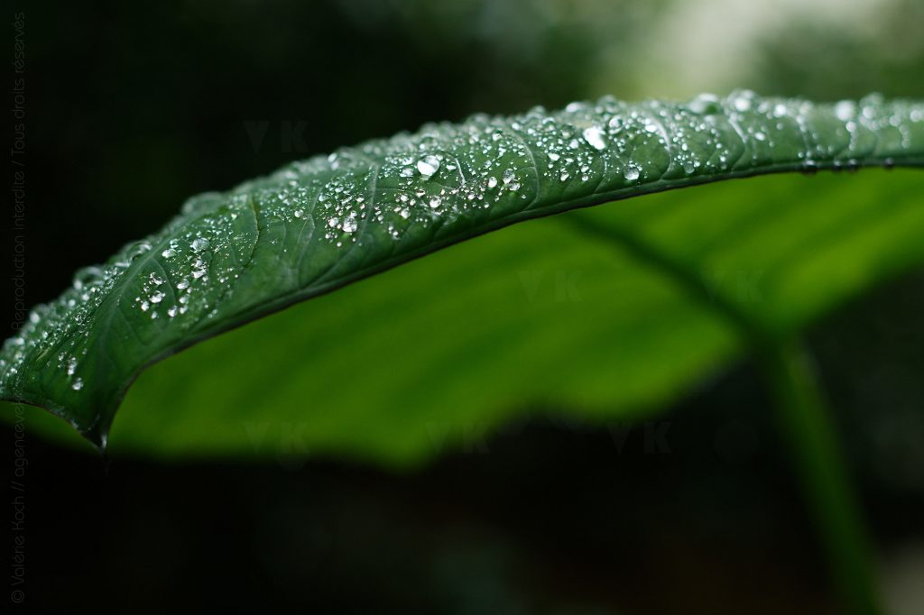 © Valérie Koch - Reproduction interdite / Tous droits réservés